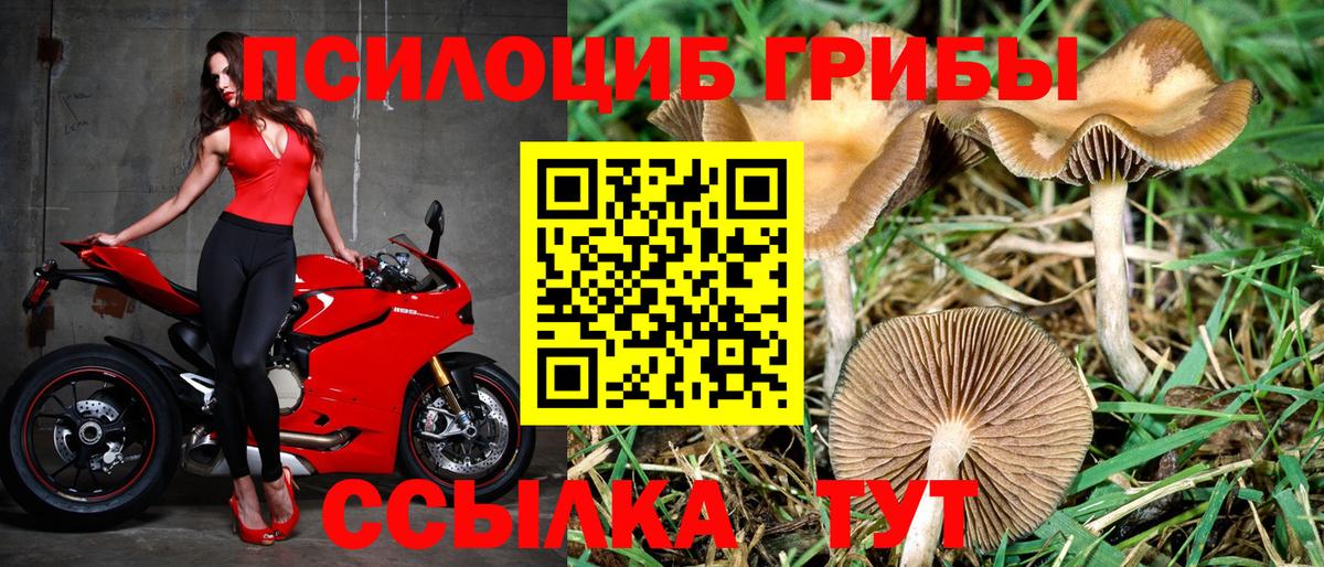 где купить наркоту  Псилоцибиновые грибы Magic Shrooms  Вход с VPN  Ноябрьск 